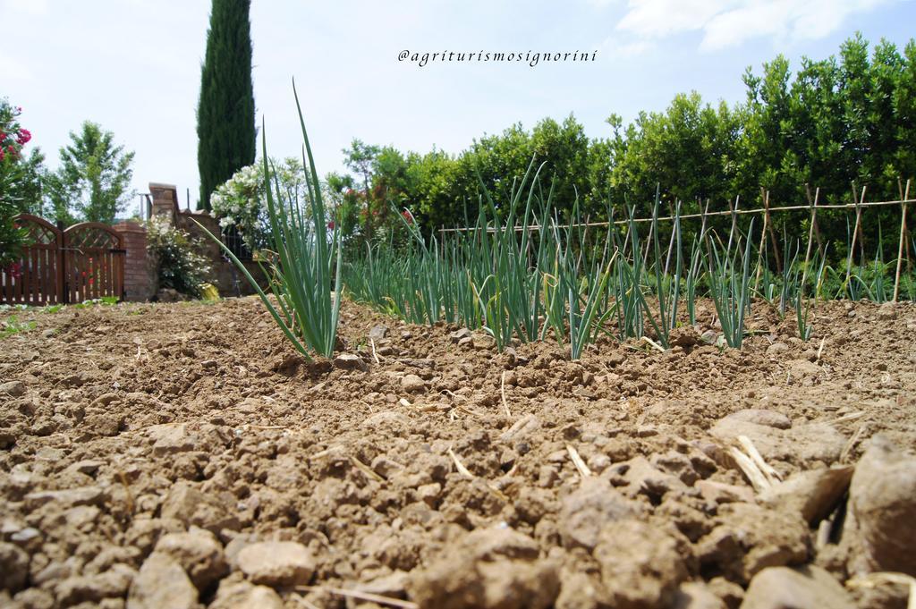 Agriturismo Signorini Orciatico المظهر الخارجي الصورة