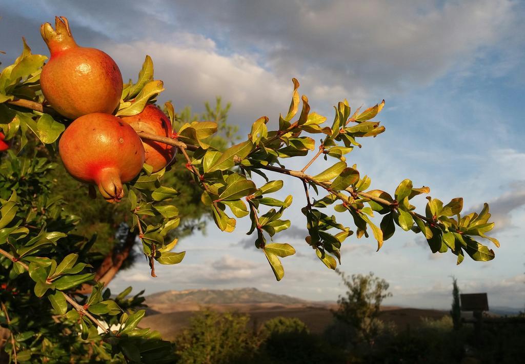 Agriturismo Signorini Orciatico المظهر الخارجي الصورة